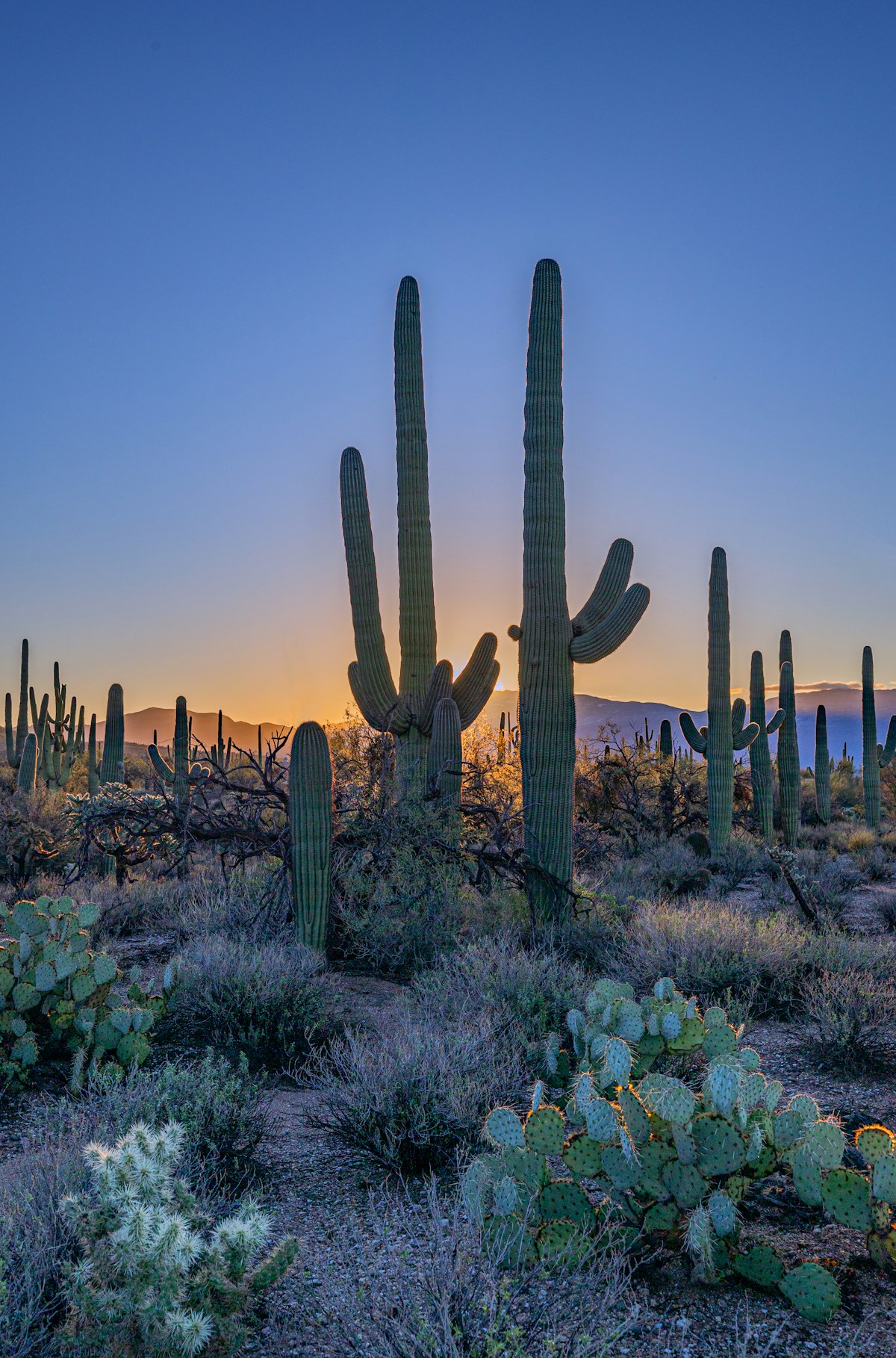Queen Creek